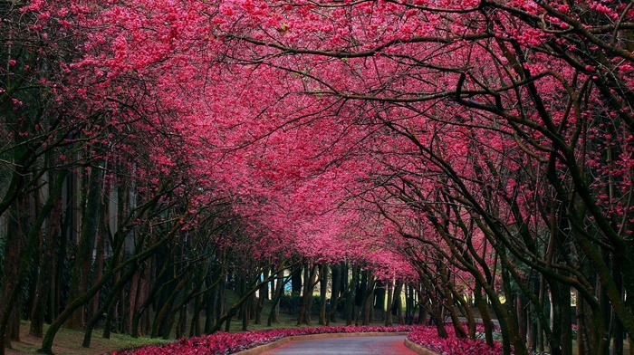 nature