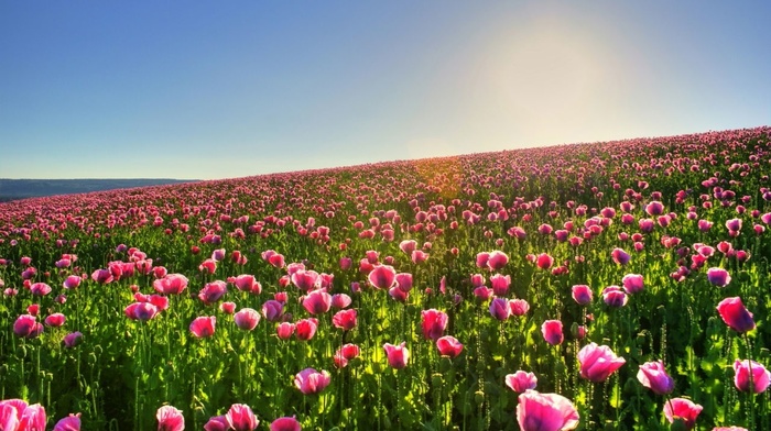 nature
