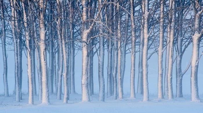 winter, snow, landscape, mist, trees, nature, branch, forest