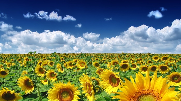 nature