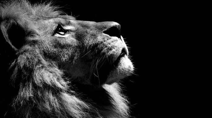 lion, monochrome