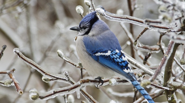 snow, winter