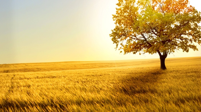 nature