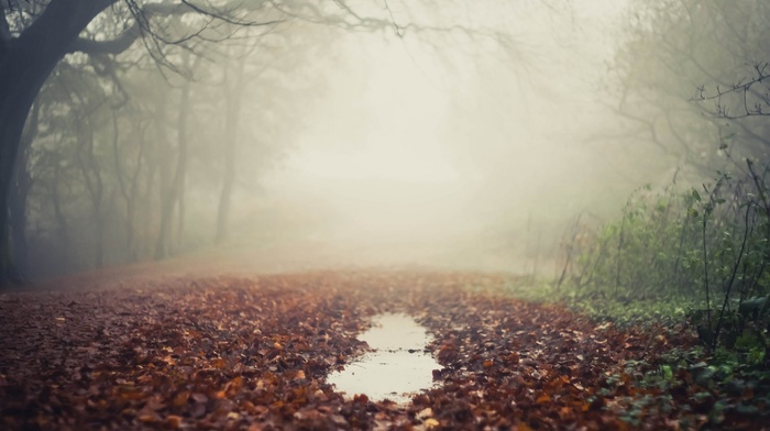 mist, leaves, puddle