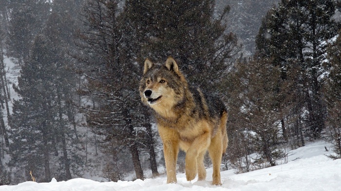 animals, snow, nature, forest, winter, wolf, trees