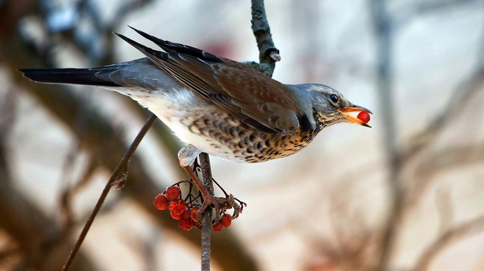 birds, sparrows, branch, animals, food
