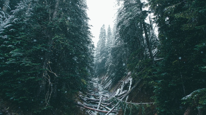 snow, trees, fir, nature, forest, winter