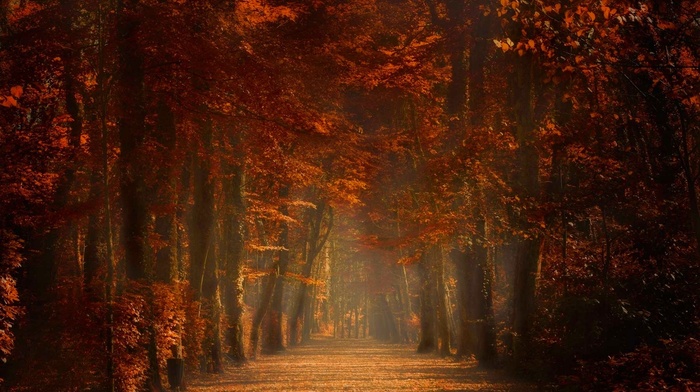 sunrise, Spain, path, amber, trees, fall, nature, leaves, sunlight, mist, landscape
