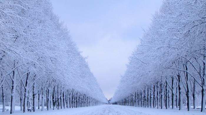 landscape, nature, trees, snow, winter