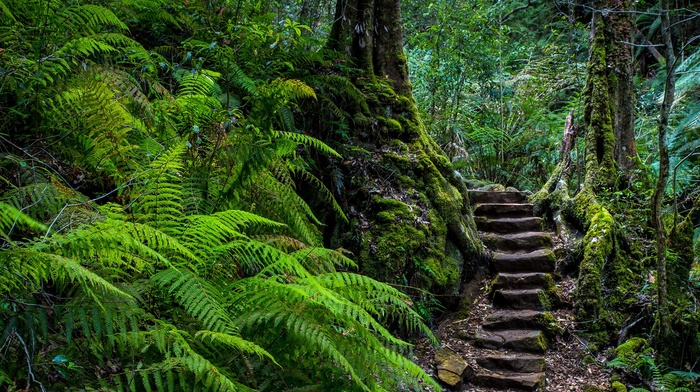 ferns, forest, stairs