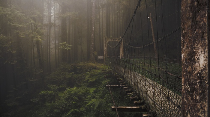 forest, bridge