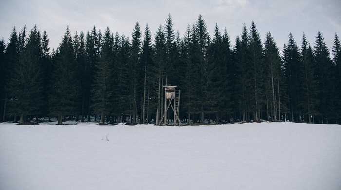 forest, snow