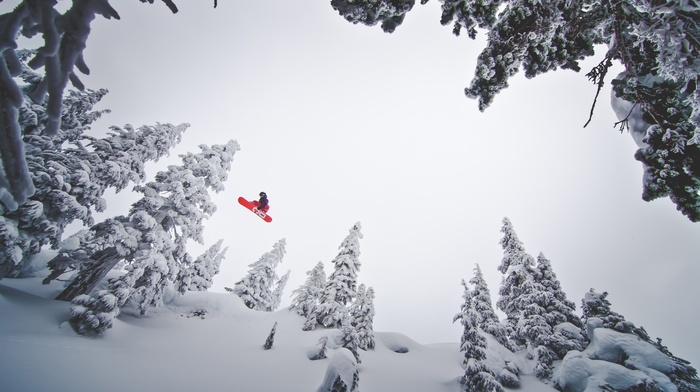 snow, pine trees, snowboarding