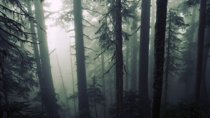 forest, mist