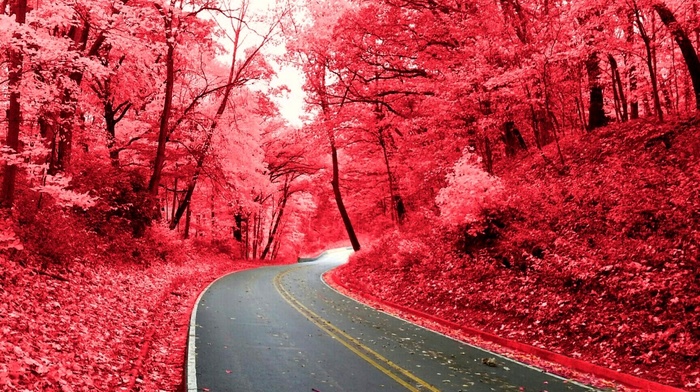 pink, nature, road