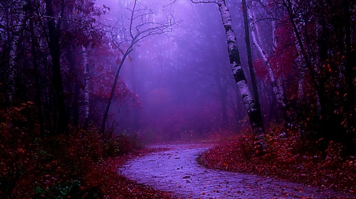 mist, road, nature, fall