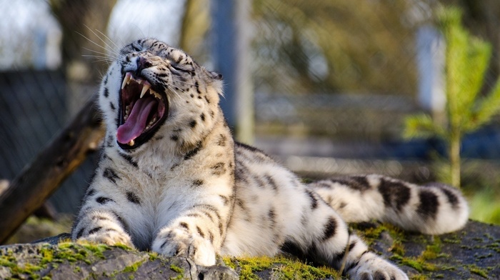 leopard, big cats, nature, open mouth, snow leopards, animals