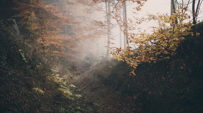 forest