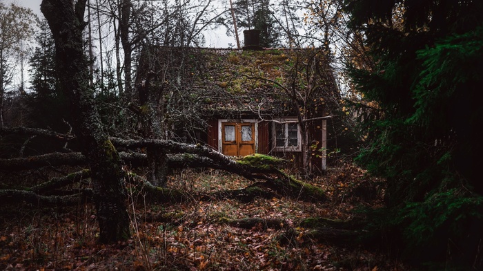 forest, trees, old building