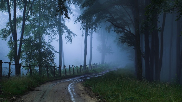 nature, mist, trees, forest