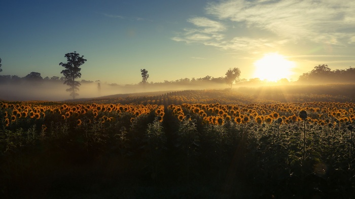 nature