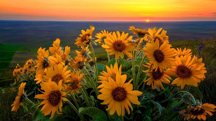nature, sunset, sunflowers