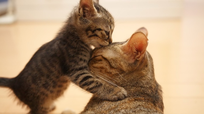 animals