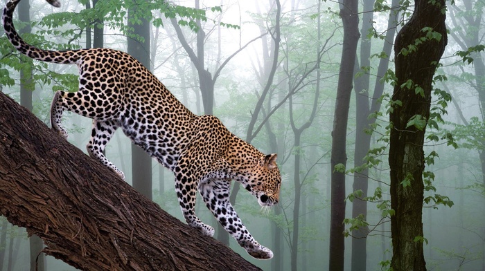 nature, leopard
