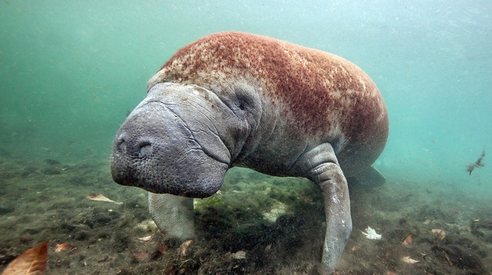 nature, dugong