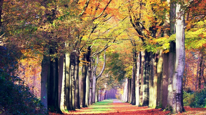 nature