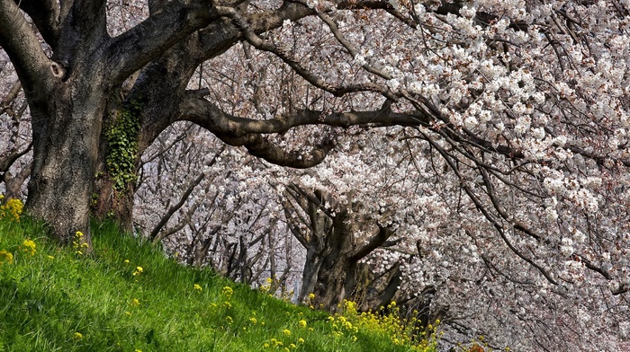 nature