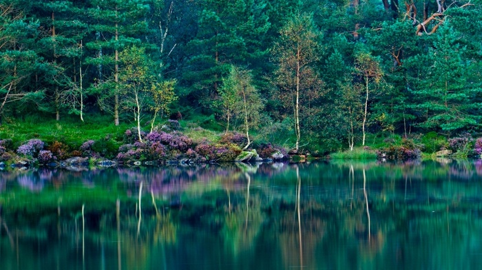 green, nature, grass, reflection, spring, forest, England, trees, lake, landscape, wildflowers