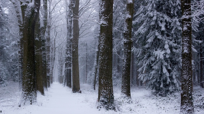 cold, snow, landscape, winter, forest, Netherlands, nature, trees