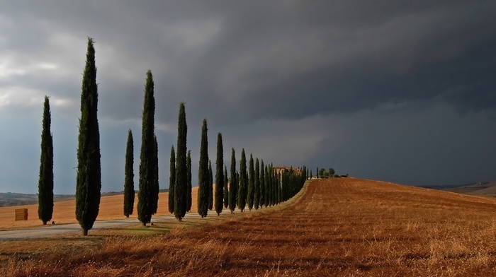 trees