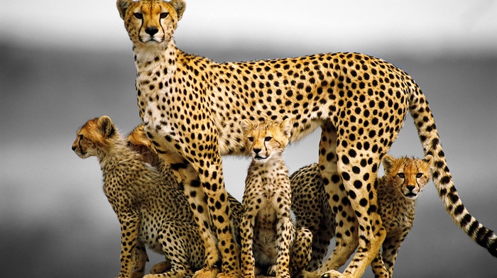 animals