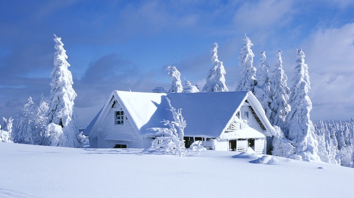 pine trees, hut, snow, cabin, winter