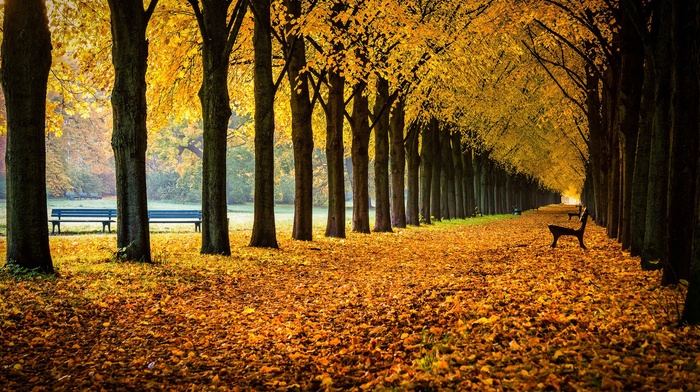 nature, fall, bench