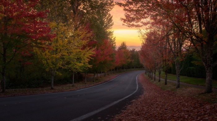 road, landscape, trees