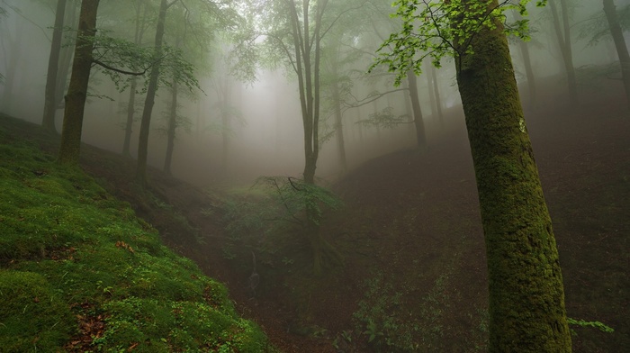 trees, landscape