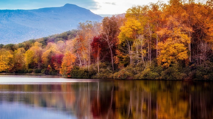 trees, nature, water, landscape