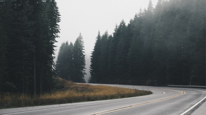 trees, nature, road