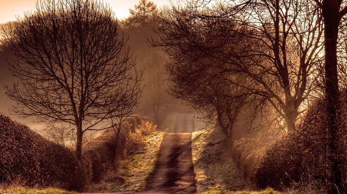 road, trees, nature