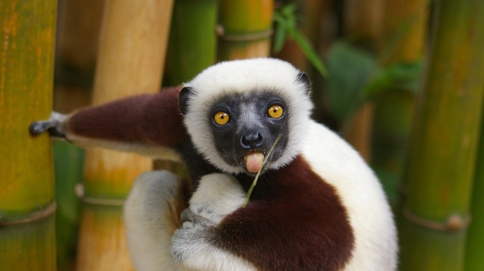 animals, nature