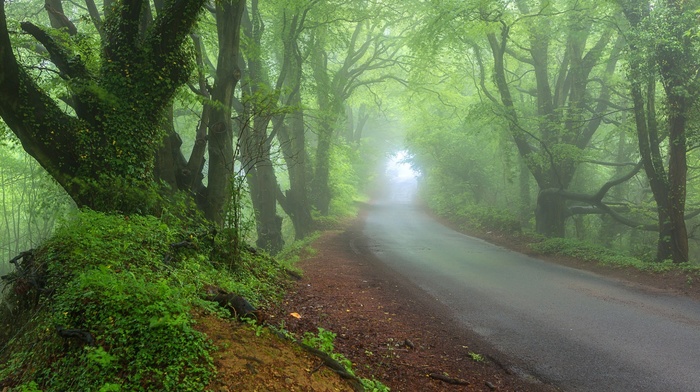 nature, road