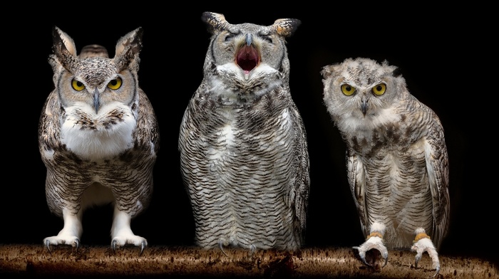 owl, birds