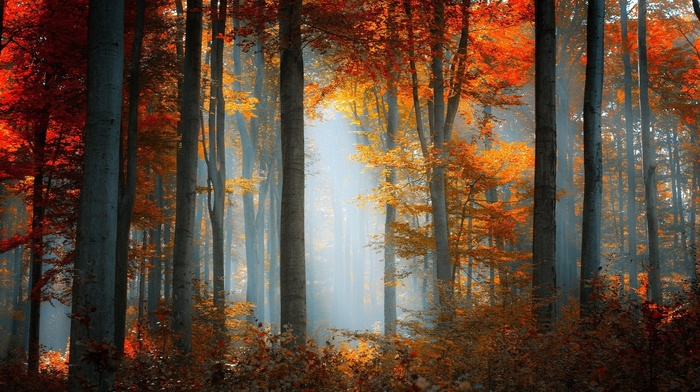 trees, landscape