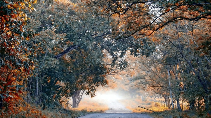 trees, landscape