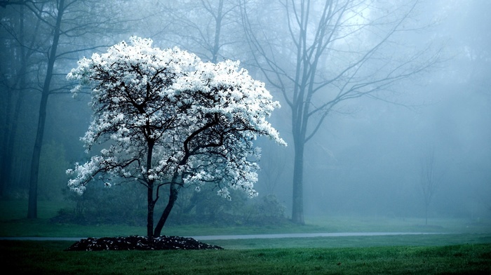 forest