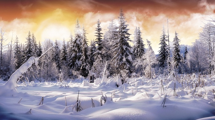 forest