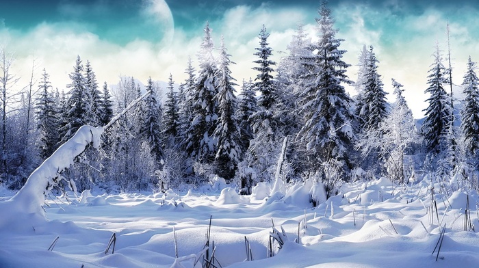 forest